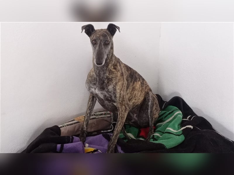 Rumba – sehnt sich danach das Tierheim hinter sich zu lasen