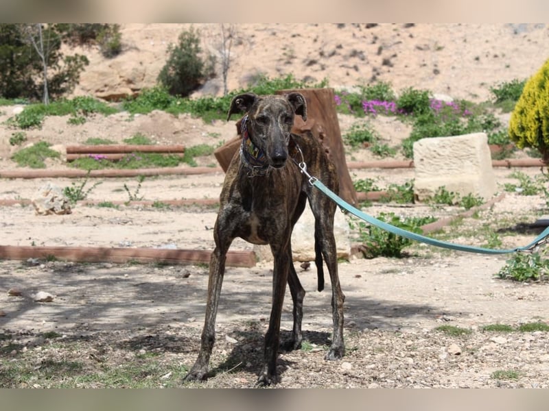 CORA-zarte Galgo-Seele auf der Suche nach einem liebevollen Zuhause