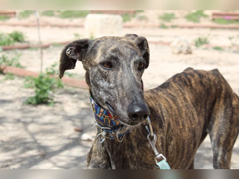 CORA-zarte Galgo-Seele auf der Suche nach einem liebevollen Zuhause