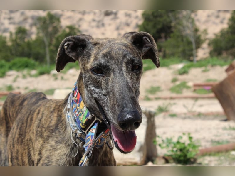 CORA-zarte Galgo-Seele auf der Suche nach einem liebevollen Zuhause