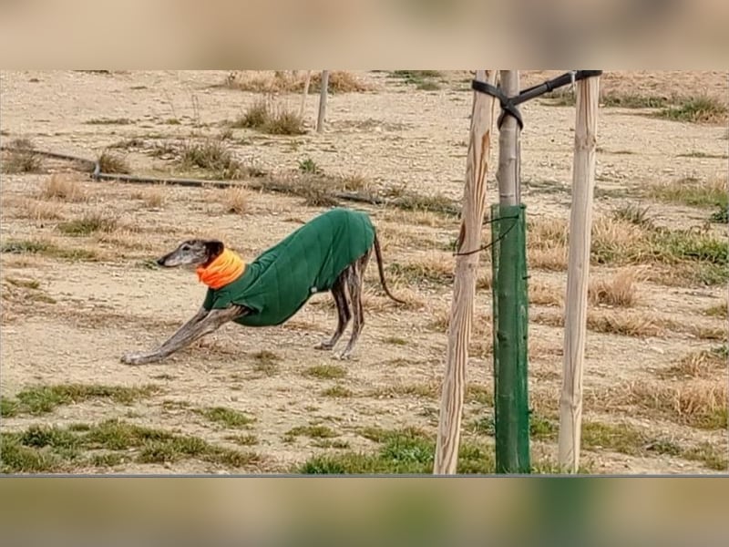 DIANA-liebe, noch etwas zurückhaltende, anhängliche Maus, die schon gut an der Leine läuft
