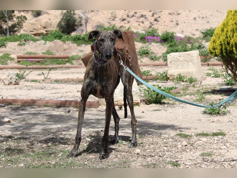 CORA-zarte Galgo-Seele auf der Suche nach einem liebevollen Zuhause