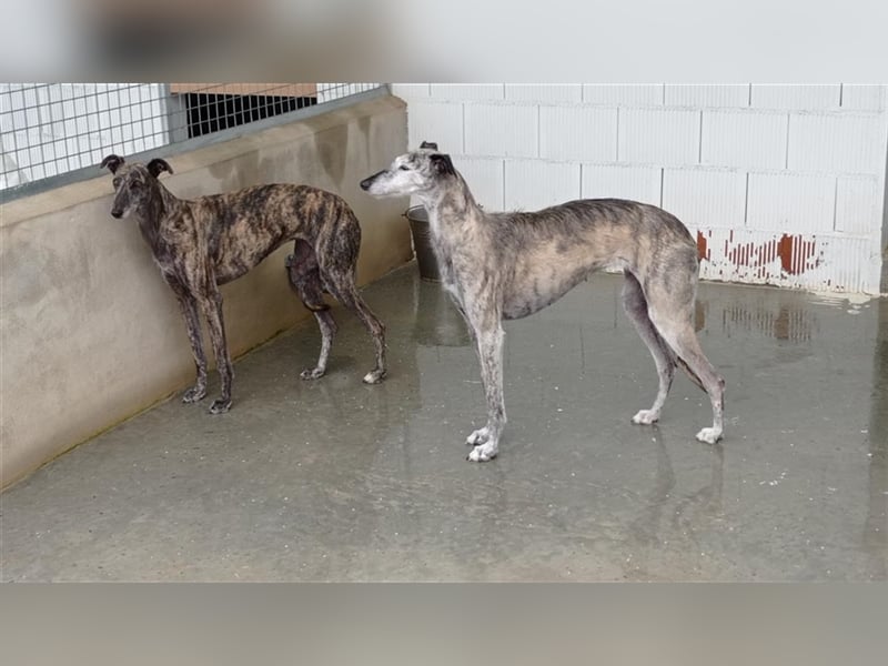 Rumba – sehnt sich danach das Tierheim hinter sich zu lasen