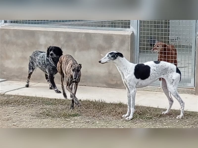 Rumba – sehnt sich danach das Tierheim hinter sich zu lasen
