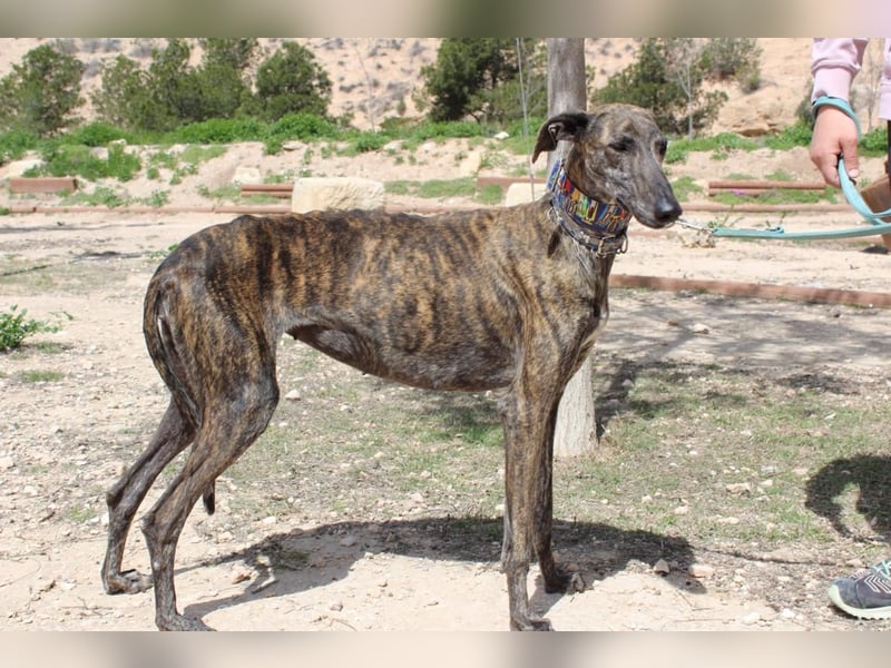 CORA-zarte Galgo-Seele auf der Suche nach einem liebevollen Zuhause