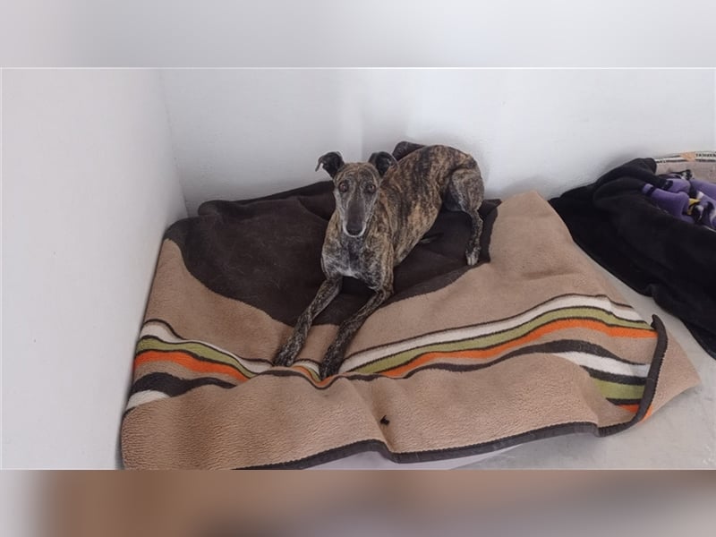 Rumba – sehnt sich danach das Tierheim hinter sich zu lasen