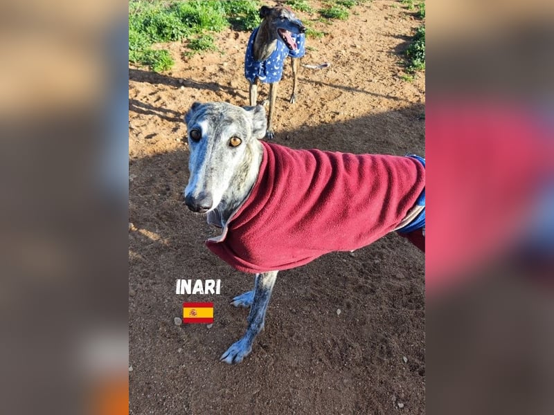 Inari,geb.06/19,schüchternes Galgo Mädel sucht ihre Familie