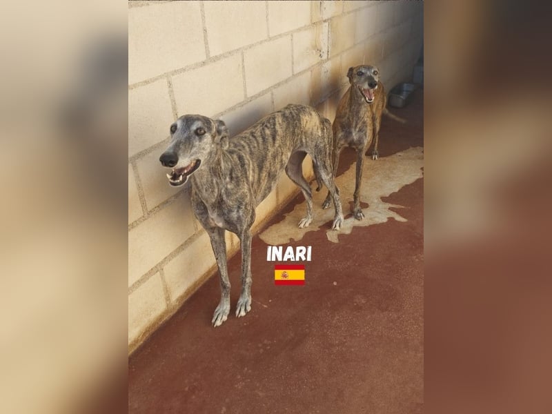 Inari,geb.06/19,schüchternes Galgo Mädel sucht ihre Familie