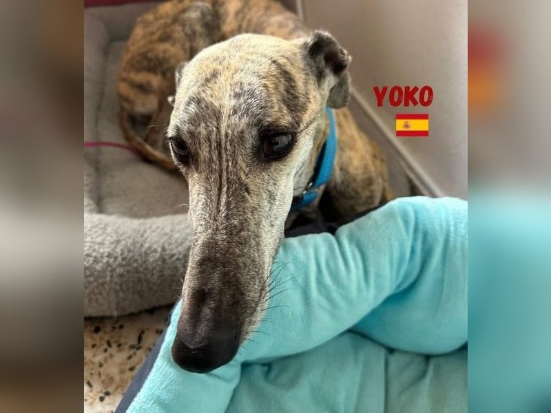Yoko,geb.09/2020,ruhiges,unkompliziertes Galgo Mädel sucht ihre Familie