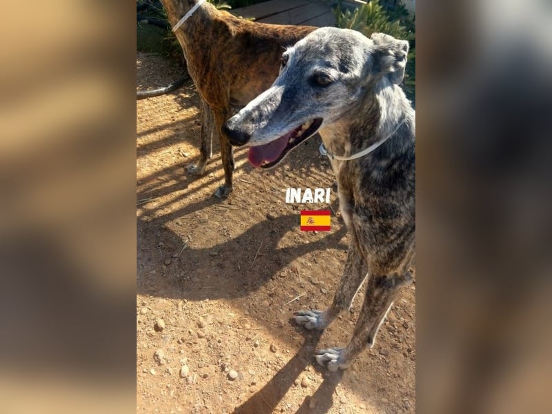 Inari,geb.06/19,schüchternes Galgo Mädel sucht ihre Familie