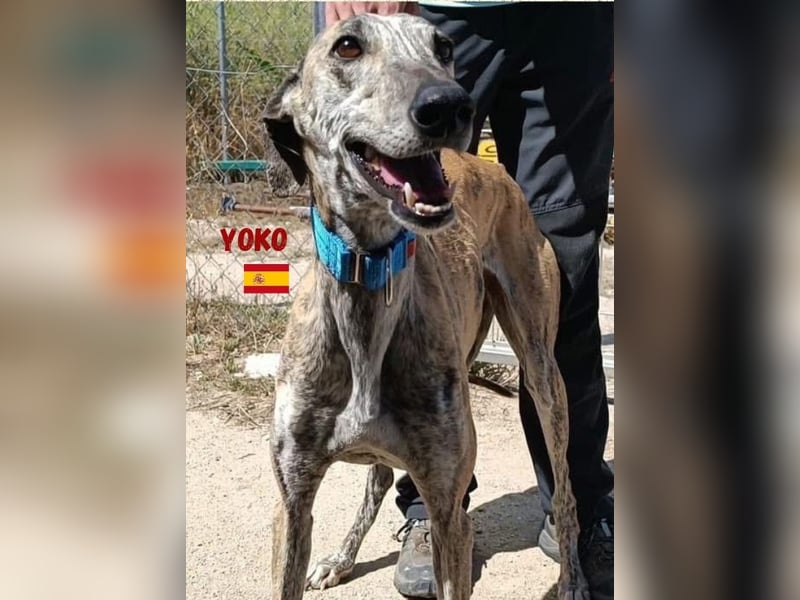 Yoko,geb.09/2020,ruhiges,unkompliziertes Galgo Mädel sucht ihre Familie