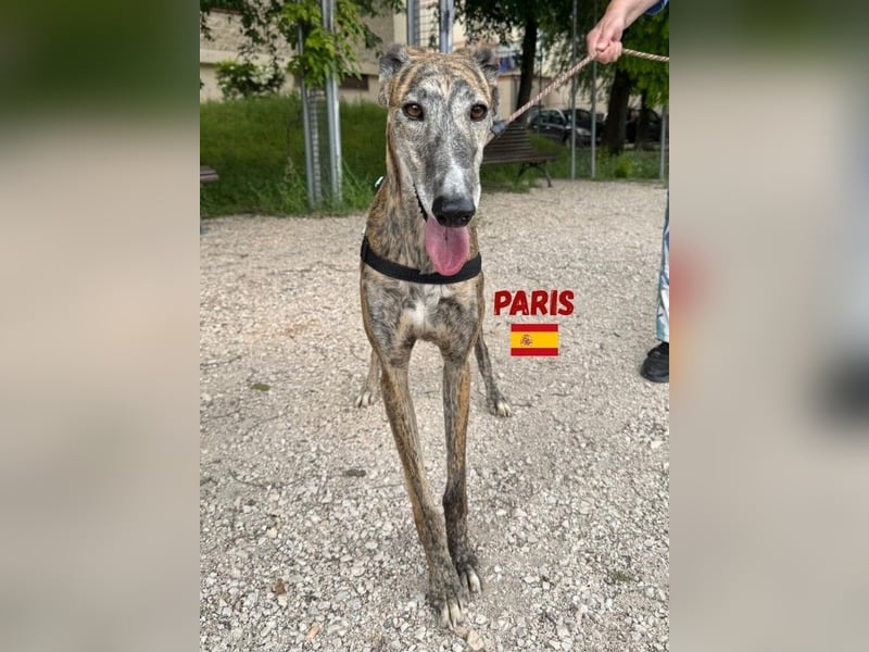 Paris,geb.02/2020,freundliches Galgo Mädel sucht ihre Familie