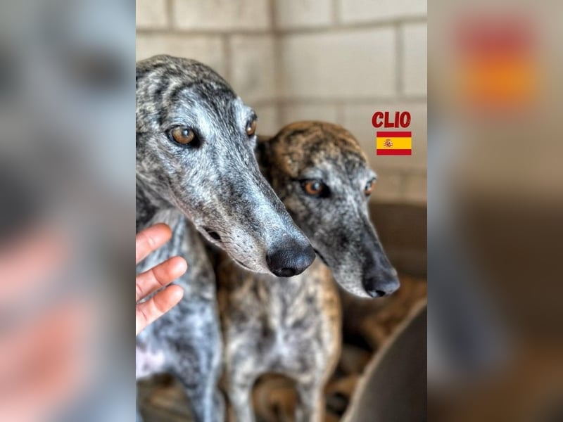 Clio,geb.06/19,freundliche Galgo-Hündin sucht ihre Familie