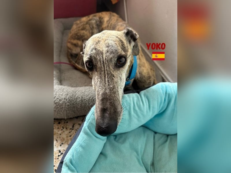 Yoko,geb.09/2020,ruhiges,unkompliziertes Galgo Mädel sucht ihre Familie