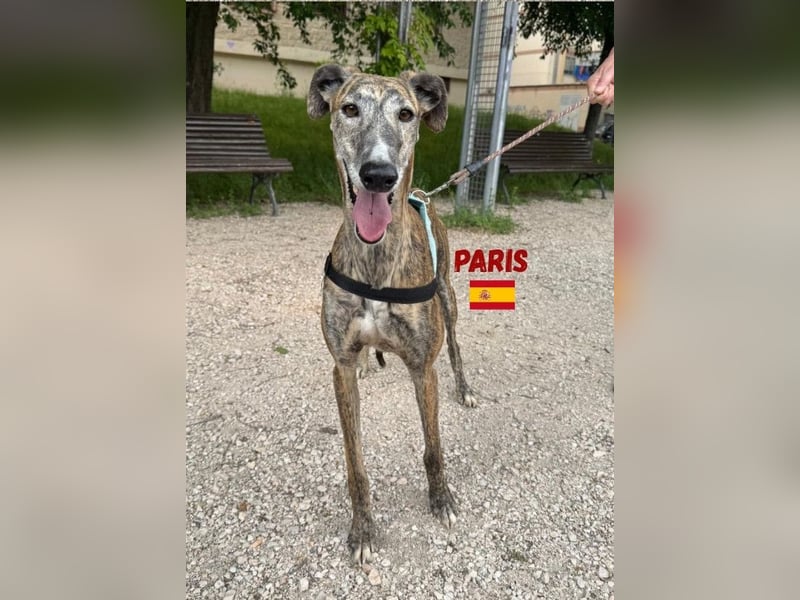 Paris,geb.02/2020,freundliches Galgo Mädel sucht ihre Familie
