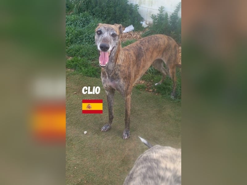 Clio,geb.06/19,freundliche Galgo-Hündin sucht ihre Familie