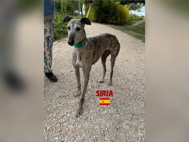 Siria,geb.03/19,freundliche Galgo Hündin sucht ihre Familie
