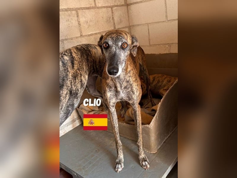 Clio,geb.06/19,freundliche Galgo-Hündin sucht ihre Familie