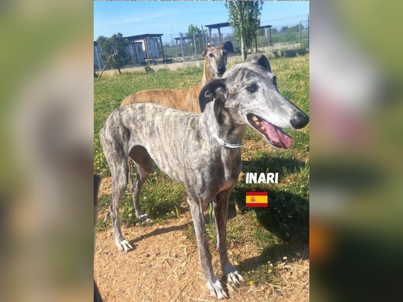Inari,geb.06/19,schüchternes Galgo Mädel sucht ihre Familie