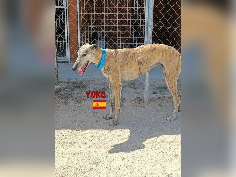 Yoko,geb.09/2020,ruhiges,unkompliziertes Galgo Mädel sucht ihre Familie