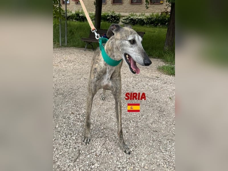 Siria,geb.03/19,freundliche Galgo Hündin sucht ihre Familie