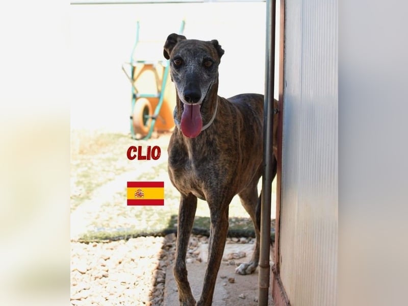 Clio,geb.06/19,freundliche Galgo-Hündin sucht ihre Familie