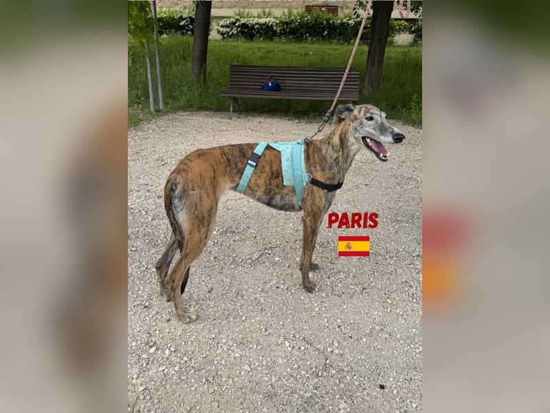 Paris,geb.02/2020,freundliches Galgo Mädel sucht ihre Familie