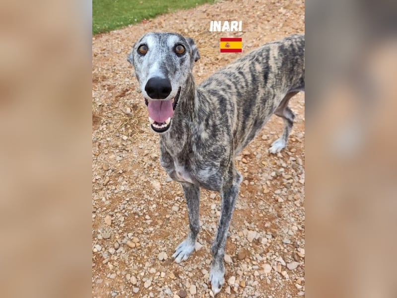 Inari,geb.06/19,schüchternes Galgo Mädel sucht ihre Familie