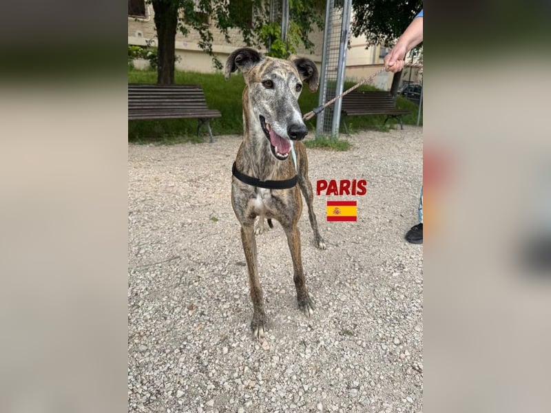 Paris,geb.02/2020,freundliches Galgo Mädel sucht ihre Familie