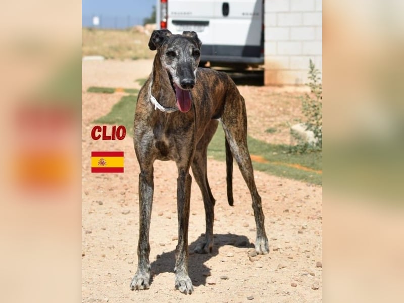 Clio,geb.06/19,freundliche Galgo-Hündin sucht ihre Familie