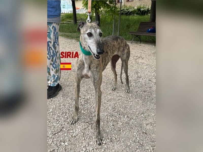Siria,geb.03/19,freundliche Galgo Hündin sucht ihre Familie