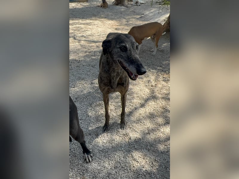 Barquiria, eine freundliche Seniorin