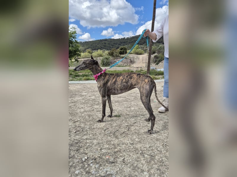 Guapina, möchte endlich ein Zuhause