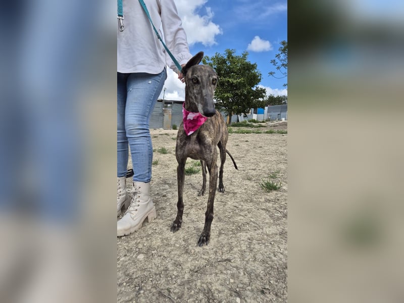 Guapina, möchte endlich ein Zuhause