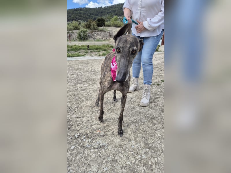 Guapina, möchte endlich ein Zuhause