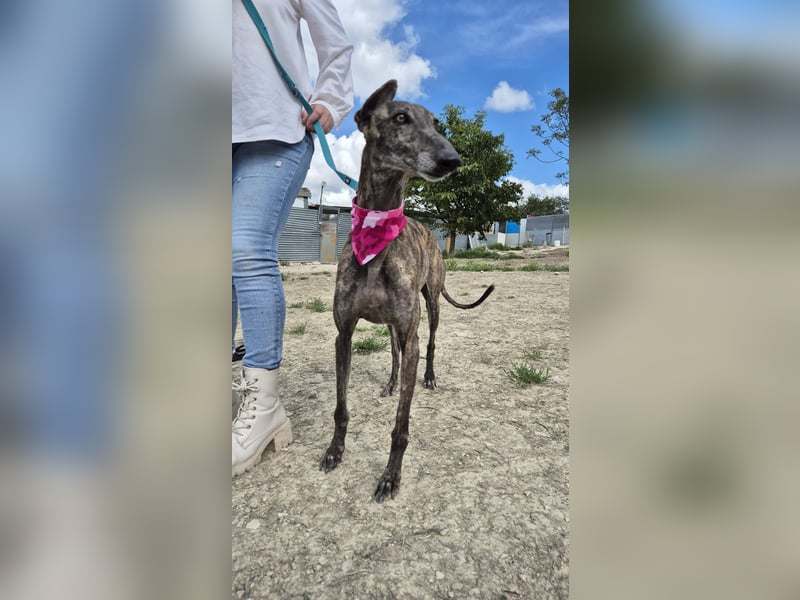 Guapina, möchte endlich ein Zuhause