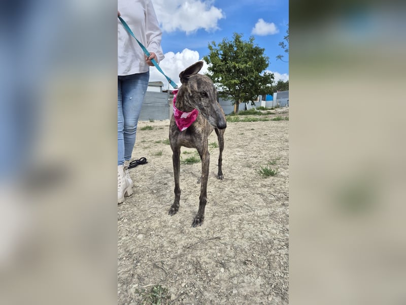 Guapina, möchte endlich ein Zuhause