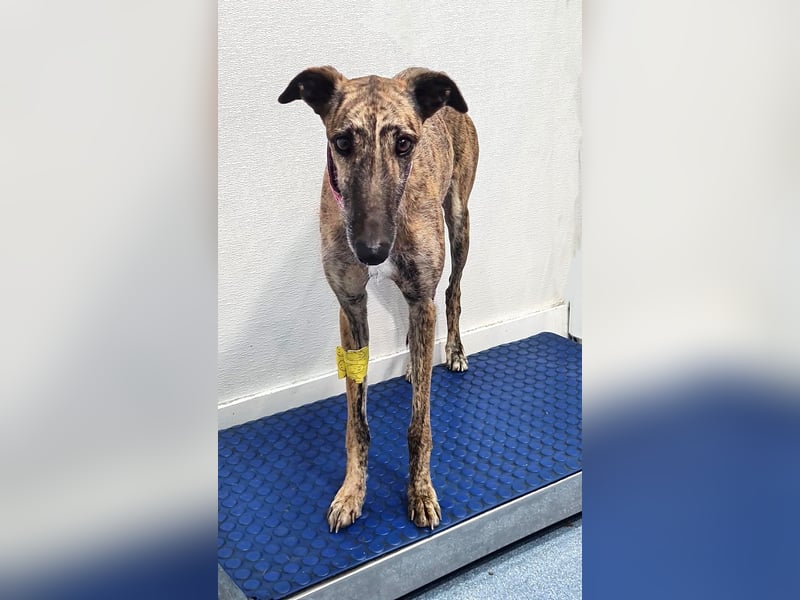 Ubeda – elegante Galga mit sanfter Seele sucht Familienanschluss!