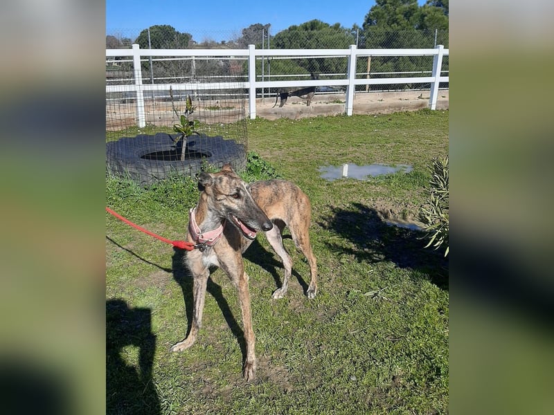 Ubeda – elegante Galga mit sanfter Seele sucht Familienanschluss!