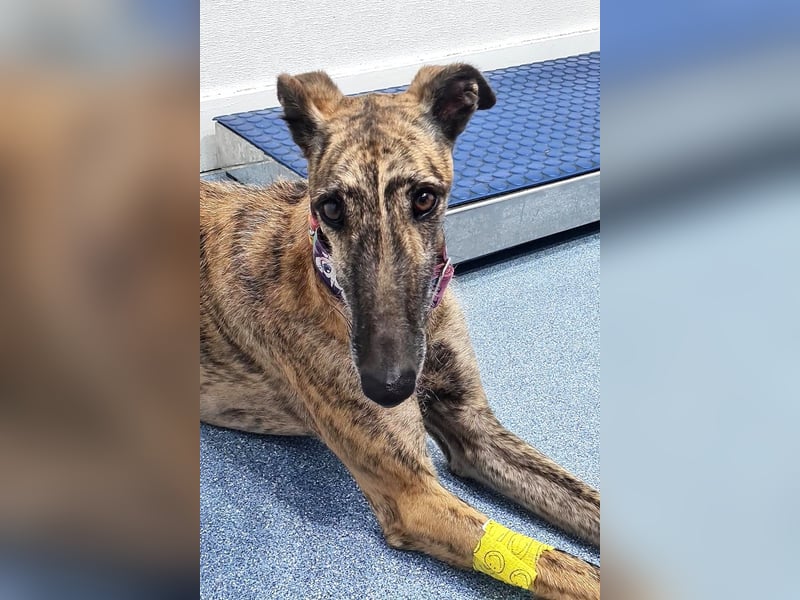 Ubeda – elegante Galga mit sanfter Seele sucht Familienanschluss!