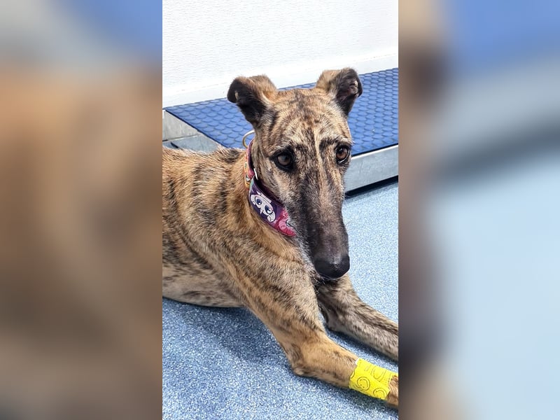 Ubeda – elegante Galga mit sanfter Seele sucht Familienanschluss!