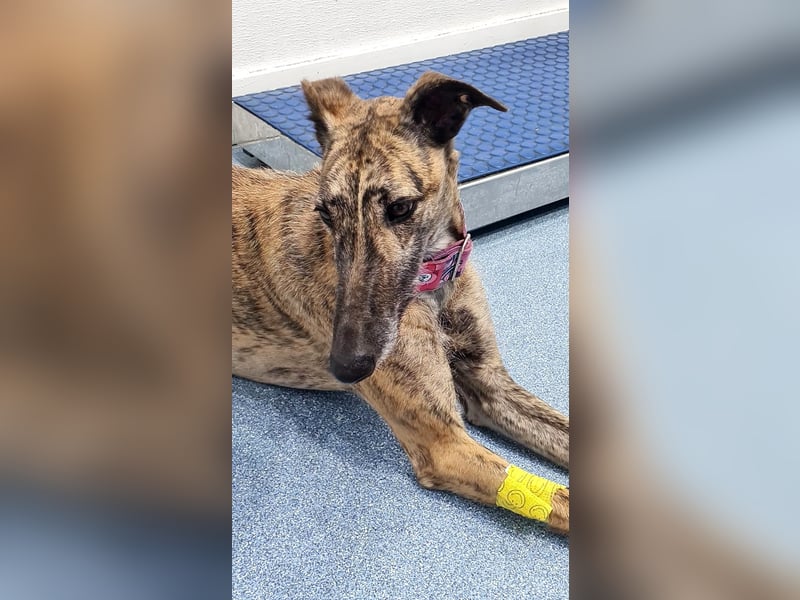 Ubeda – elegante Galga mit sanfter Seele sucht Familienanschluss!