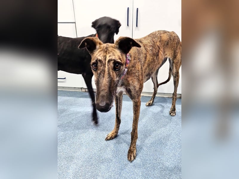 Ubeda – elegante Galga mit sanfter Seele sucht Familienanschluss!