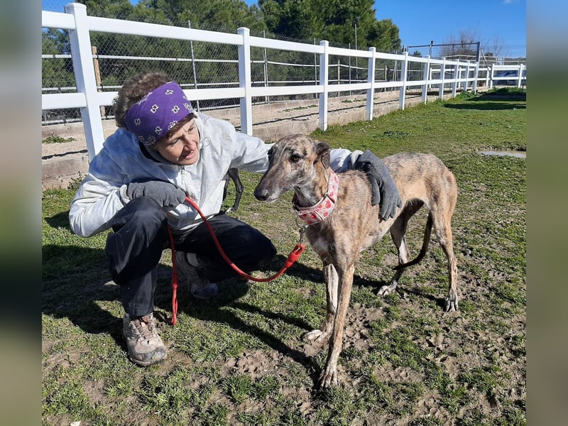 Ubeda – elegante Galga mit sanfter Seele sucht Familienanschluss!