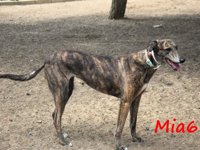 Mia6 10/2017 (ESP) - super liebe, zutrauliche und verschmuste Galga!