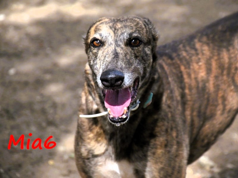 Mia6 geb. 10/2017 (ESP) - super liebe, zutrauliche und verschmuste Galga!