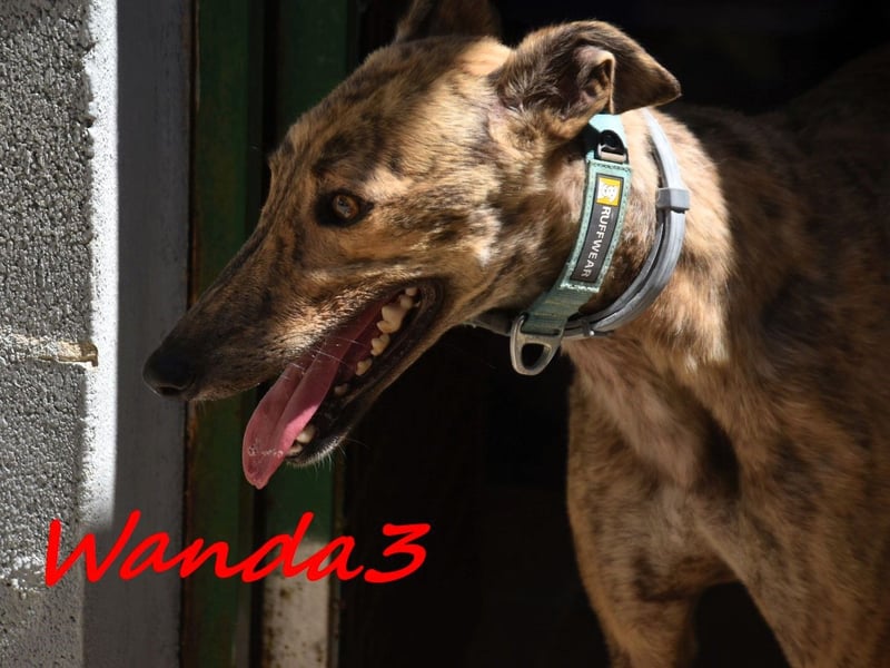 Wanda3 geb. 11/2023 (ESP) - menschenbezogene, hübsche Galga!