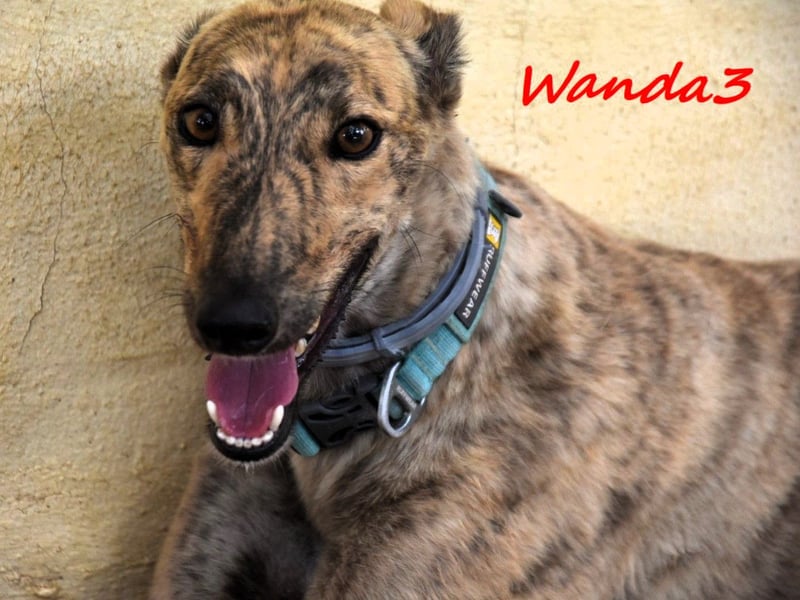 Wanda3 geb. 11/2023 (ESP) - menschenbezogene, hübsche Galga!