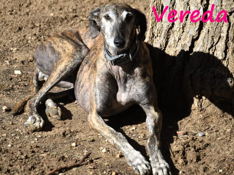 Vereda 06/2018 (ESP) - wundervolle, verschmuste und sehr liebevolle Galga!