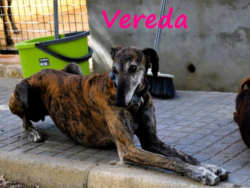 Vereda 06/2018 (ESP) - wundervolle, verschmuste und sehr liebevolle Galga!